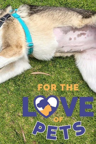 For the Love of Pets - Season 1