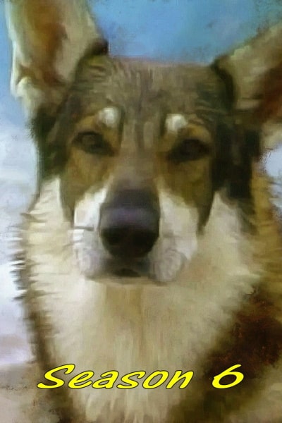 The Littlest Hobo - Season 6